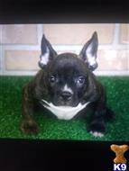 american bully puppy posted by Gcb game changer bullies